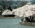 Cherry Blossom Festival Washington DC