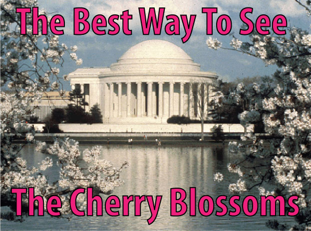 Click to See the DC The Blossoms! Tour cherry blossom tours